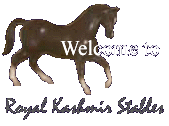 Welcome to Royal Kashmir Stables--Shown: RK Enlightenment