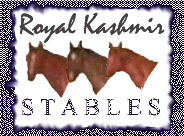 Welcome to Royal Kashmir Stables--From left: RK My Spirit, RK My Guy, RK My Wings
